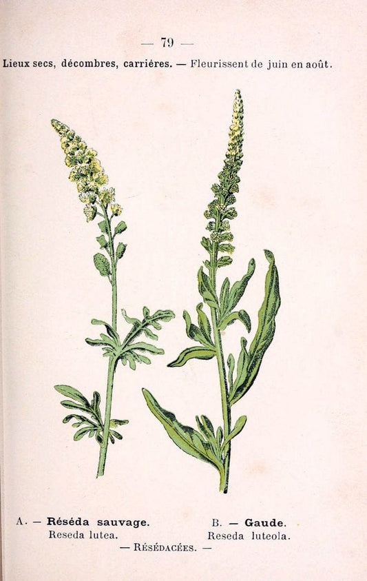 Atlas de poche des plantes des champs, des prairies et des boisParis:P. Klincksieck,[1894] |  | Vintage Print Reproduction 458834
