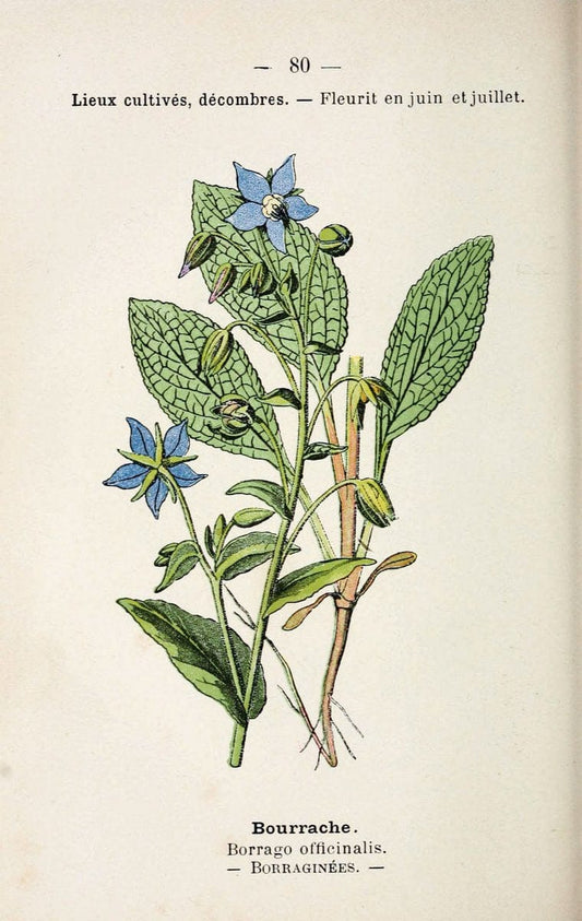 Atlas de poche des plantes des champs, des prairies et des boisParis:P. Klincksieck,[1894] |  | Vintage Print Reproduction 458835