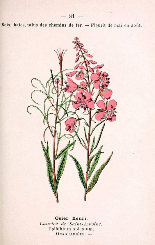 Atlas de poche des plantes des champs, des prairies et des boisParis:P. Klincksieck,[1894] |  | Vintage Print Reproduction 458836