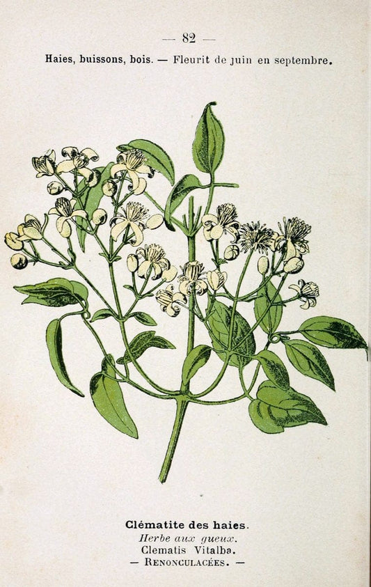 Atlas de poche des plantes des champs, des prairies et des boisParis:P. Klincksieck,[1894] |  | Vintage Print Reproduction 458837