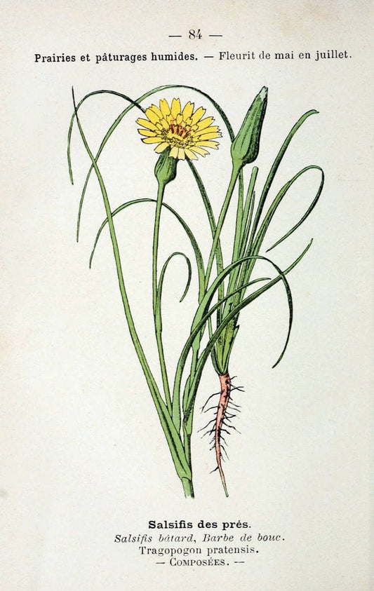 Atlas de poche des plantes des champs, des prairies et des boisParis:P. Klincksieck,[1894] |  | Vintage Print Reproduction 458839