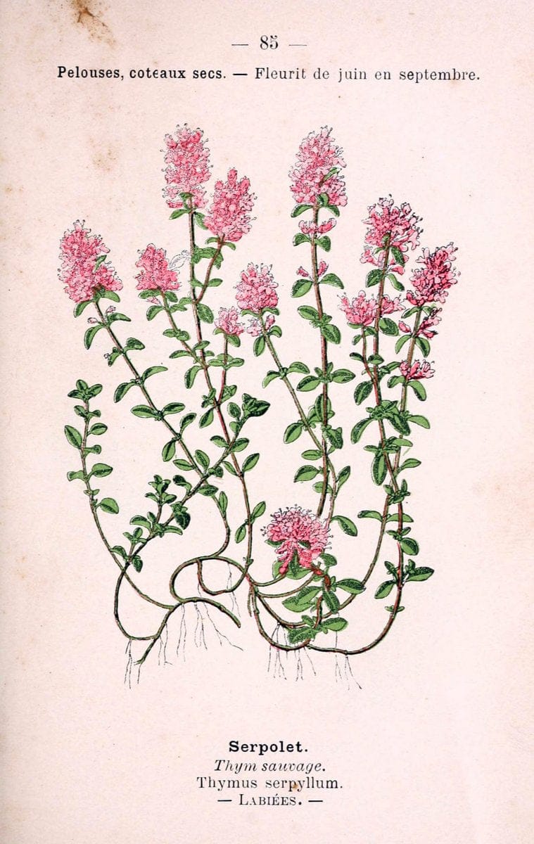 Atlas de poche des plantes des champs, des prairies et des boisParis:P. Klincksieck,[1894] |  | Vintage Print Reproduction 458840