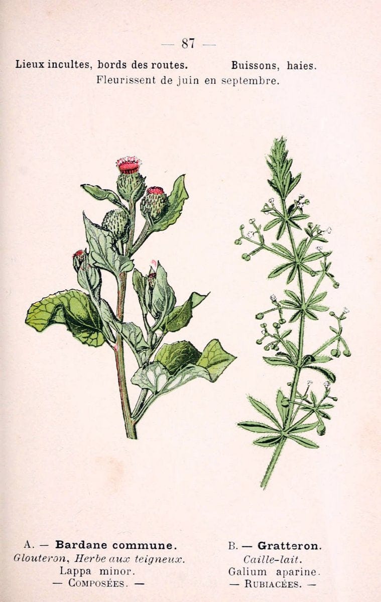 Atlas de poche des plantes des champs, des prairies et des boisParis:P. Klincksieck,[1894] |  | Vintage Print Reproduction 458842