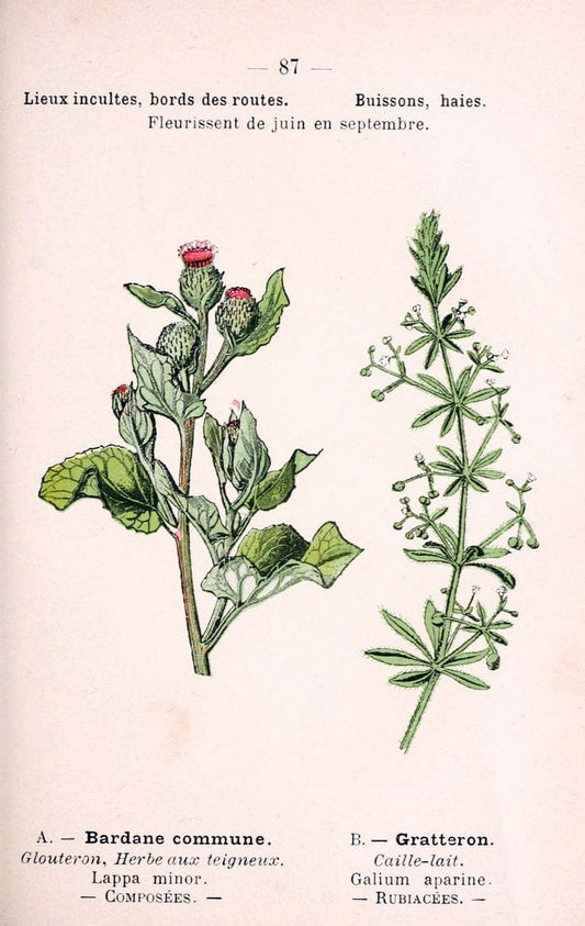 Atlas de poche des plantes des champs, des prairies et des boisParis:P. Klincksieck,[1894] |  | Vintage Print Reproduction 458842