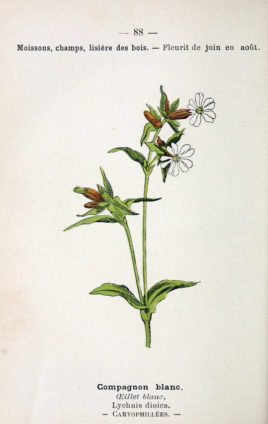 Atlas de poche des plantes des champs, des prairies et des boisParis:P. Klincksieck,[1894] |  | Vintage Print Reproduction 458843