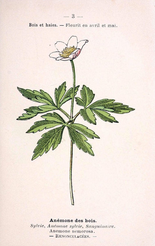 Atlas de poche des plantes des champs, des prairies et des boisParis:P. Klincksieck,[1894] |  | Vintage Print Reproduction 458844
