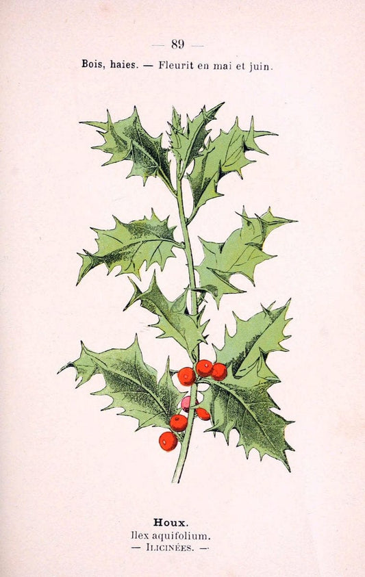 Atlas de poche des plantes des champs, des prairies et des boisParis:P. Klincksieck,[1894] |  | Vintage Print Reproduction 458845