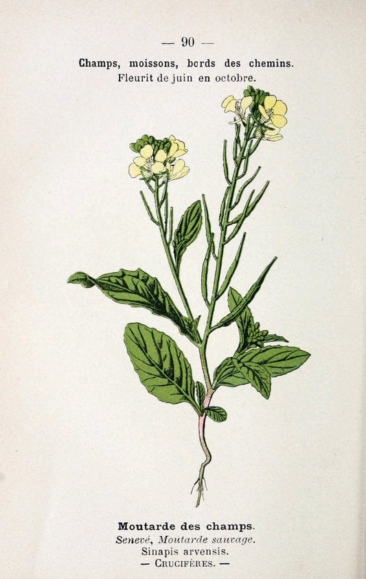 Atlas de poche des plantes des champs, des prairies et des boisParis:P. Klincksieck,[1894] |  | Vintage Print Reproduction 458846