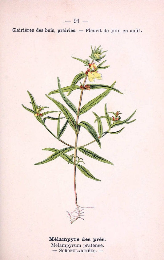 Atlas de poche des plantes des champs, des prairies et des boisParis:P. Klincksieck,[1894] |  | Vintage Print Reproduction 458847