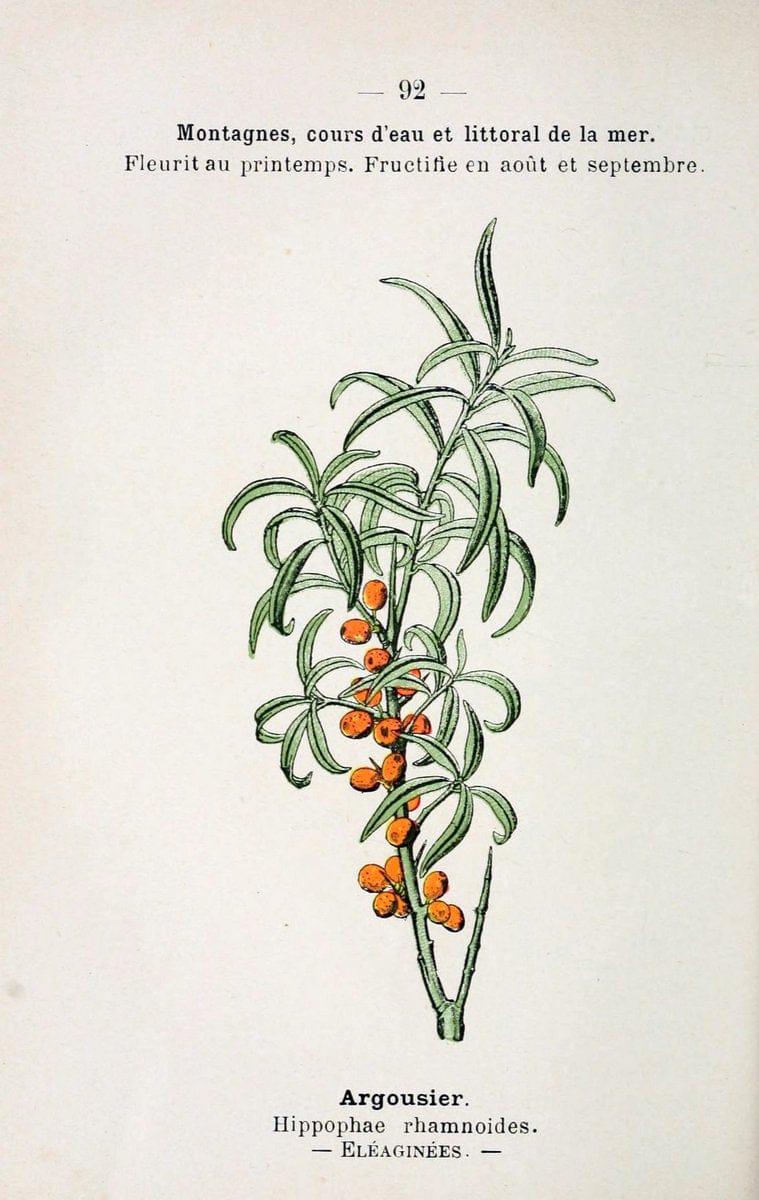 Atlas de poche des plantes des champs, des prairies et des boisParis:P. Klincksieck,[1894] |  | Vintage Print Reproduction 458848
