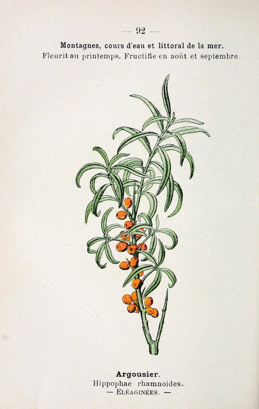 Atlas de poche des plantes des champs, des prairies et des boisParis:P. Klincksieck,[1894] |  | Vintage Print Reproduction 458848