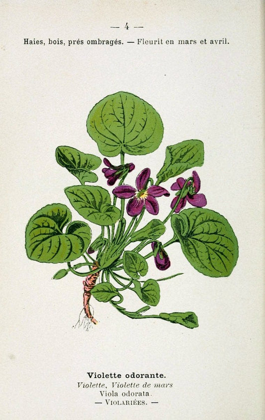 Atlas de poche des plantes des champs, des prairies et des boisParis:P. Klincksieck,[1894] |  | Vintage Print Reproduction 458849