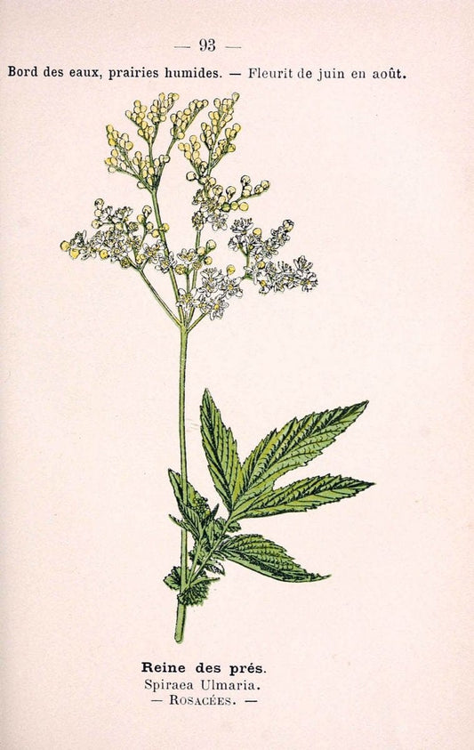 Atlas de poche des plantes des champs, des prairies et des boisParis:P. Klincksieck,[1894] |  | Vintage Print Reproduction 458850