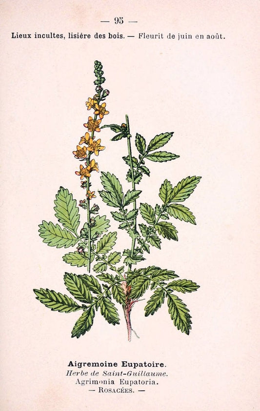 Atlas de poche des plantes des champs, des prairies et des boisParis:P. Klincksieck,[1894] |  | Vintage Print Reproduction 458852