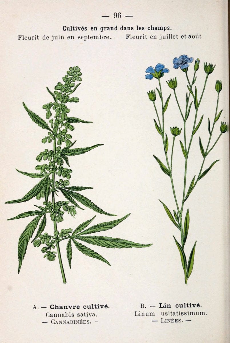 Atlas de poche des plantes des champs, des prairies et des boisParis:P. Klincksieck,[1894] |  | Vintage Print Reproduction 458853