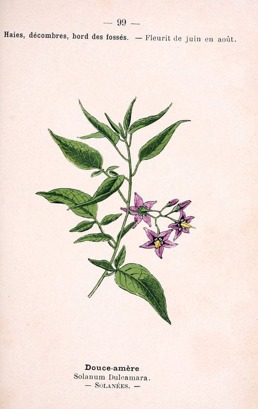 Atlas de poche des plantes des champs, des prairies et des boisParis:P. Klincksieck,[1894] |  | Vintage Print Reproduction 458856