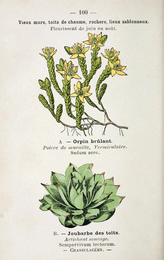 Atlas de poche des plantes des champs, des prairies et des boisParis:P. Klincksieck,[1894] |  | Vintage Print Reproduction 458857