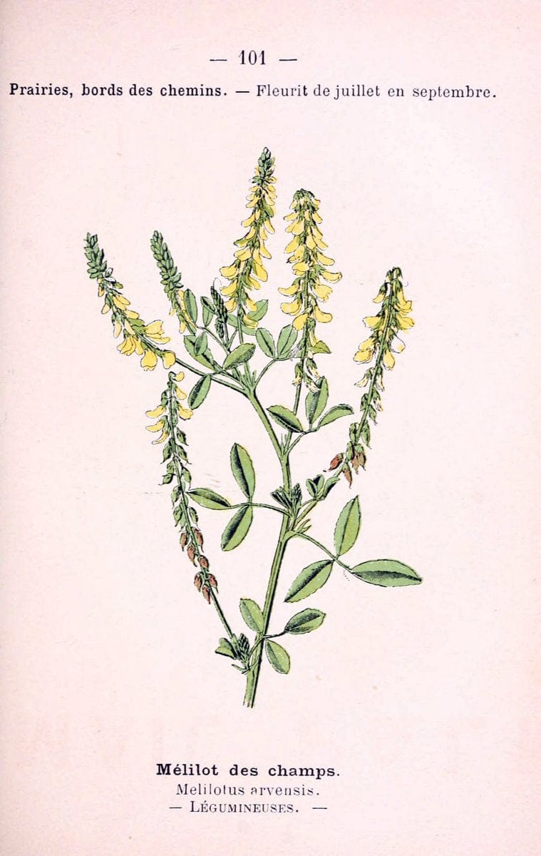 Atlas de poche des plantes des champs, des prairies et des boisParis:P. Klincksieck,[1894] |  | Vintage Print Reproduction 458858