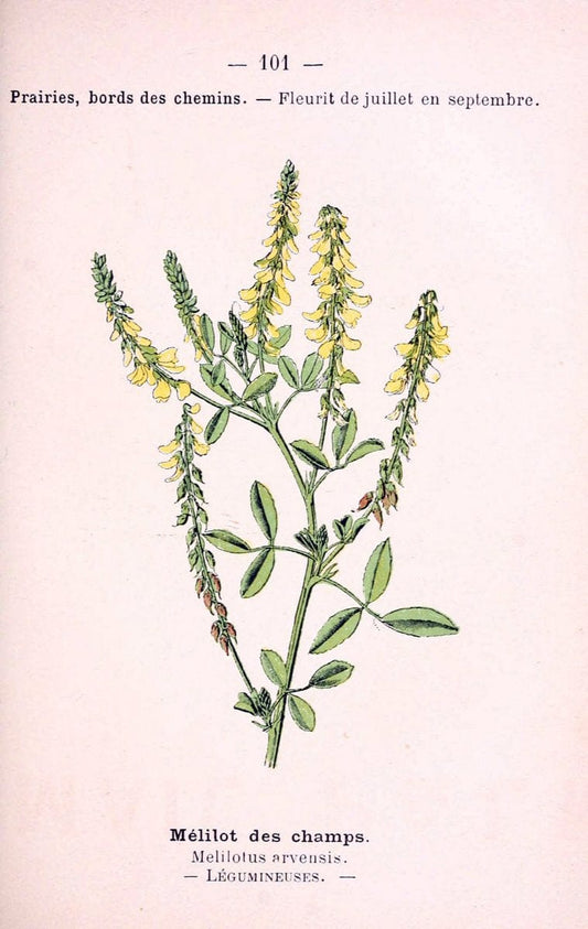 Atlas de poche des plantes des champs, des prairies et des boisParis:P. Klincksieck,[1894] |  | Vintage Print Reproduction 458858
