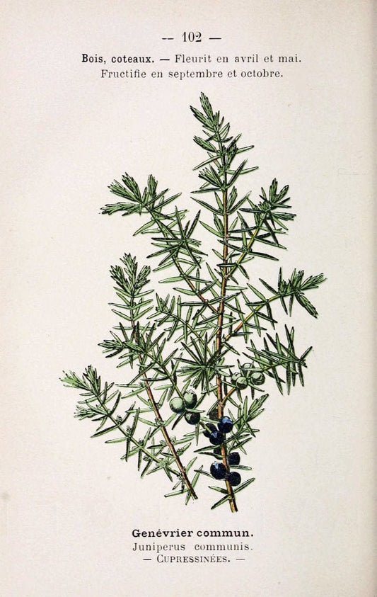 Atlas de poche des plantes des champs, des prairies et des boisParis:P. Klincksieck,[1894] |  | Vintage Print Reproduction 458859