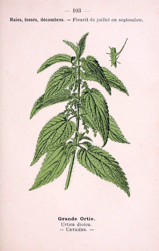 Atlas de poche des plantes des champs, des prairies et des boisParis:P. Klincksieck,[1894] |  | Vintage Print Reproduction 458860