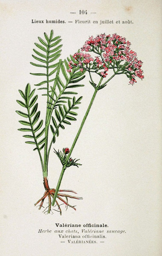 Atlas de poche des plantes des champs, des prairies et des boisParis:P. Klincksieck,[1894] |  | Vintage Print Reproduction 458861