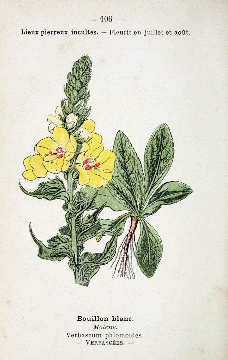 Atlas de poche des plantes des champs, des prairies et des boisParis:P. Klincksieck,[1894] |  | Vintage Print Reproduction 458863