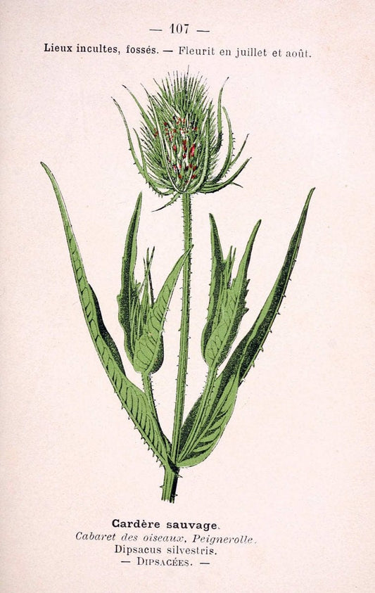 Atlas de poche des plantes des champs, des prairies et des boisParis:P. Klincksieck,[1894] |  | Vintage Print Reproduction 458864