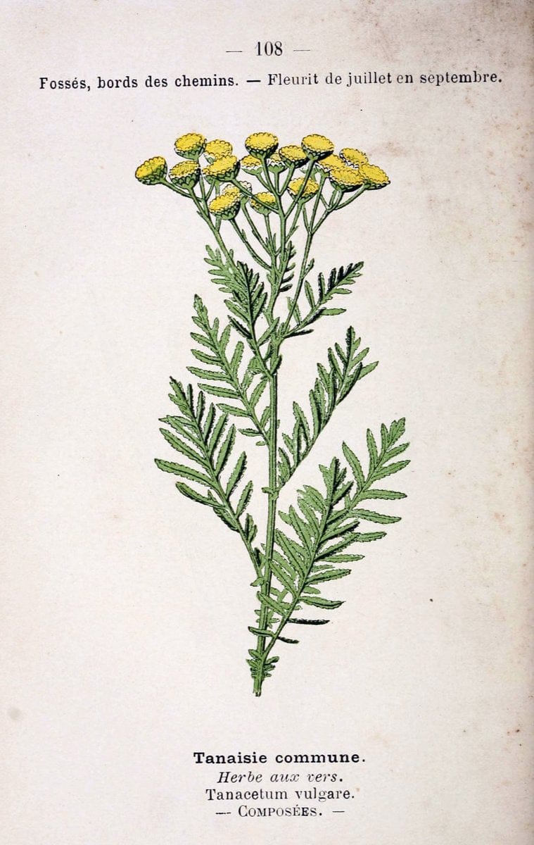 Atlas de poche des plantes des champs, des prairies et des boisParis:P. Klincksieck,[1894] |  | Vintage Print Reproduction 458865
