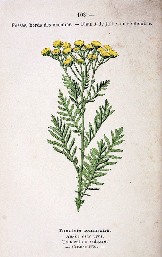Atlas de poche des plantes des champs, des prairies et des boisParis:P. Klincksieck,[1894] |  | Vintage Print Reproduction 458865