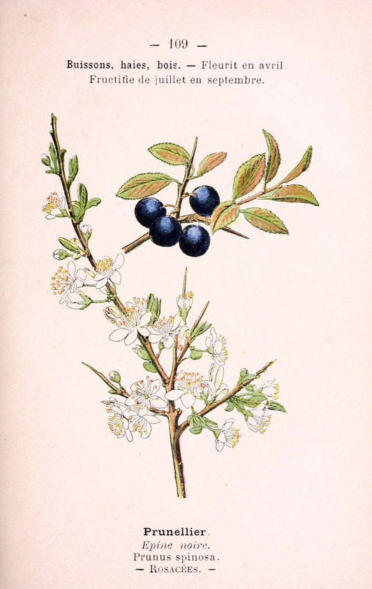 Atlas de poche des plantes des champs, des prairies et des boisParis:P. Klincksieck,[1894] |  | Vintage Print Reproduction 458867