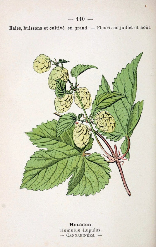 Atlas de poche des plantes des champs, des prairies et des boisParis:P. Klincksieck,[1894] |  | Vintage Print Reproduction 458868