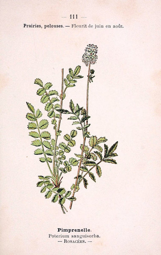 Atlas de poche des plantes des champs, des prairies et des boisParis:P. Klincksieck,[1894] |  | Vintage Print Reproduction 458869