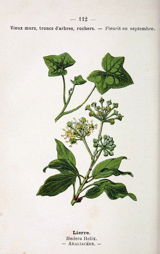 Atlas de poche des plantes des champs, des prairies et des boisParis:P. Klincksieck,[1894] |  | Vintage Print Reproduction 458870