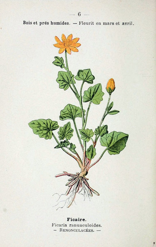 Atlas de poche des plantes des champs, des prairies et des boisParis:P. Klincksieck,[1894] |  | Vintage Print Reproduction 458871