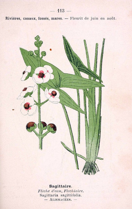 Atlas de poche des plantes des champs, des prairies et des boisParis:P. Klincksieck,[1894] |  | Vintage Print Reproduction 458872