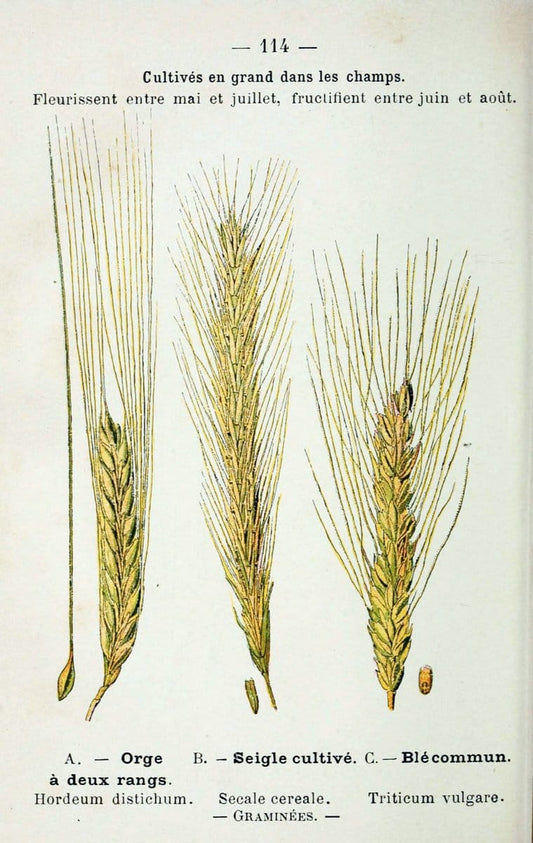Atlas de poche des plantes des champs, des prairies et des boisParis:P. Klincksieck,[1894] |  | Vintage Print Reproduction 458873
