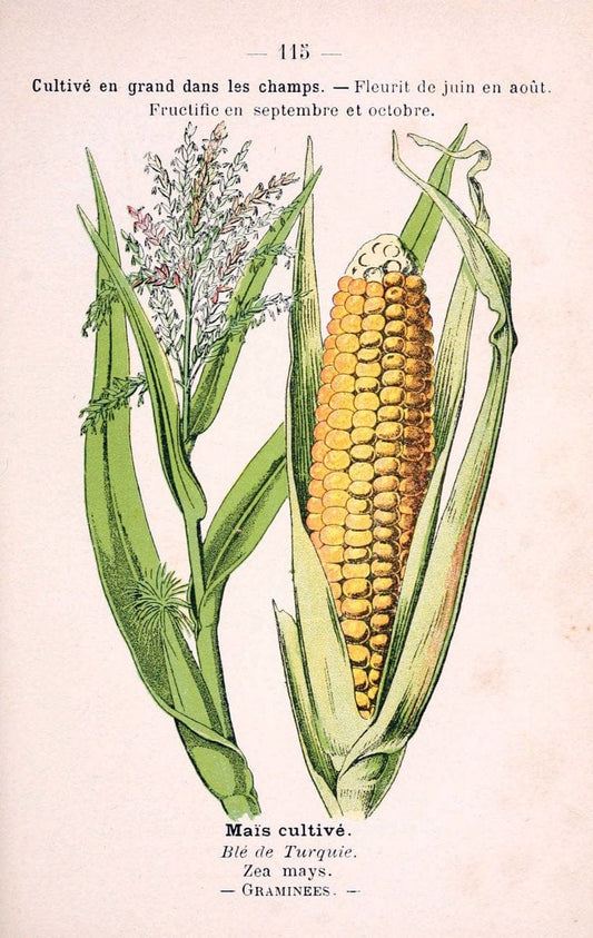 Atlas de poche des plantes des champs, des prairies et des boisParis:P. Klincksieck,[1894] |  | Vintage Print Reproduction 458874
