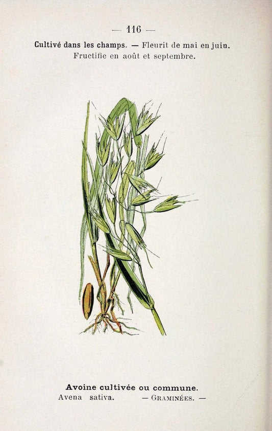 Atlas de poche des plantes des champs, des prairies et des boisParis:P. Klincksieck,[1894] |  | Vintage Print Reproduction 458875