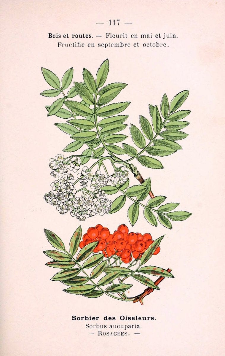 Atlas de poche des plantes des champs, des prairies et des boisParis:P. Klincksieck,[1894] |  | Vintage Print Reproduction 458876