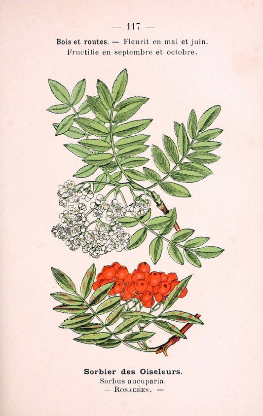Atlas de poche des plantes des champs, des prairies et des boisParis:P. Klincksieck,[1894] |  | Vintage Print Reproduction 458876