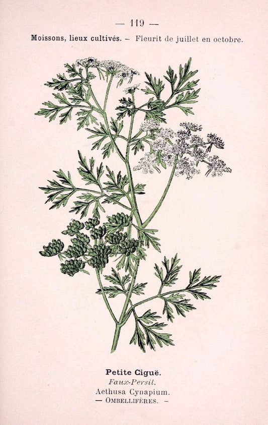 Atlas de poche des plantes des champs, des prairies et des boisParis:P. Klincksieck,[1894] |  | Vintage Print Reproduction 458878