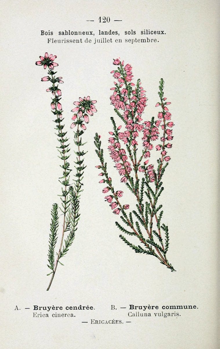 Atlas de poche des plantes des champs, des prairies et des boisParis:P. Klincksieck,[1894] |  | Vintage Print Reproduction 458879