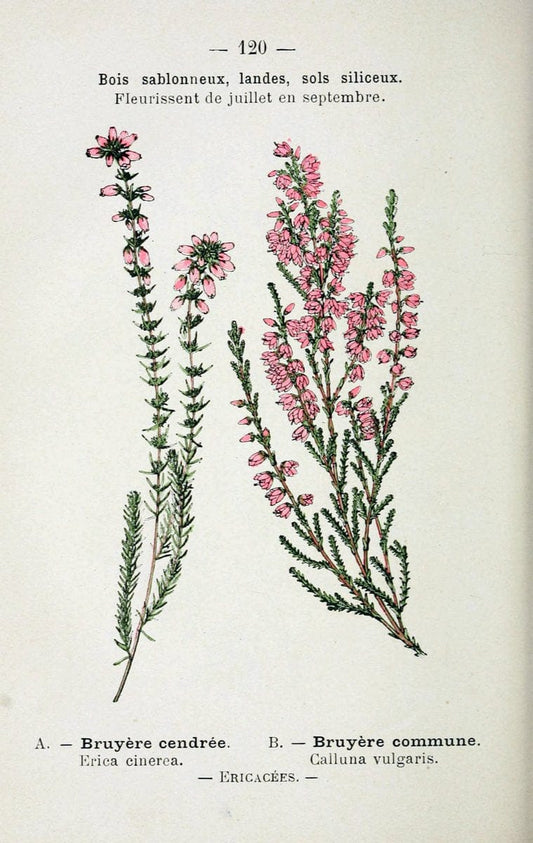 Atlas de poche des plantes des champs, des prairies et des boisParis:P. Klincksieck,[1894] |  | Vintage Print Reproduction 458879