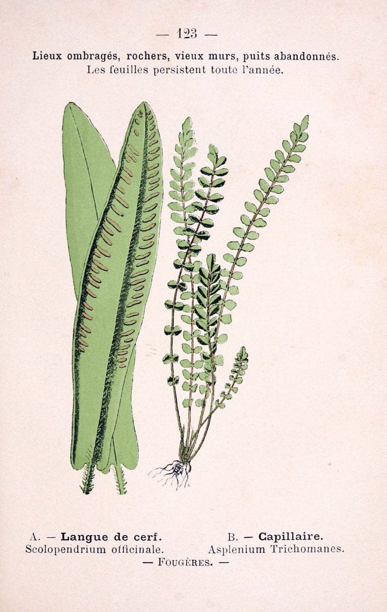 Atlas de poche des plantes des champs, des prairies et des boisParis:P. Klincksieck,[1894] |  | Vintage Print Reproduction 458882