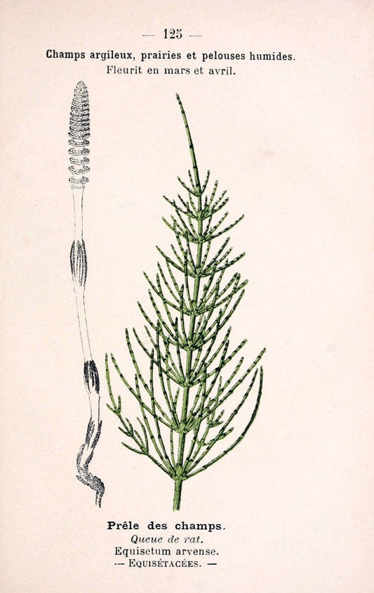 Atlas de poche des plantes des champs, des prairies et des boisParis:P. Klincksieck,[1894] |  | Vintage Print Reproduction 458884