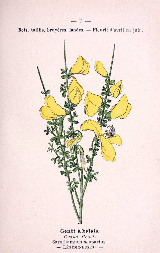 Atlas de poche des plantes des champs, des prairies et des boisParis:P. Klincksieck,[1894] |  | Vintage Print Reproduction 458888