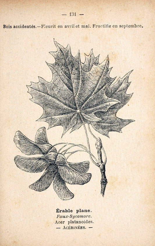 Atlas de poche des plantes des champs, des prairies et des boisParis:P. Klincksieck,[1894] |  | Vintage Print Reproduction 458891
