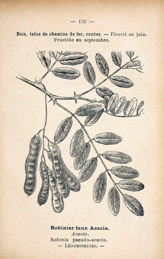 Atlas de poche des plantes des champs, des prairies et des boisParis:P. Klincksieck,[1894] |  | Vintage Print Reproduction 458892