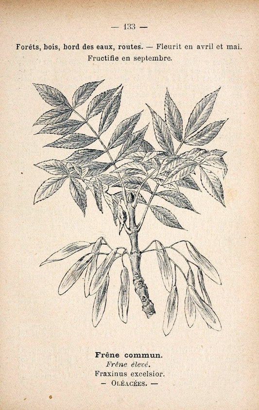 Atlas de poche des plantes des champs, des prairies et des boisParis:P. Klincksieck,[1894] |  | Vintage Print Reproduction 458894
